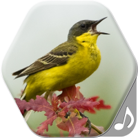 Bird Sounds and Ringtones icon